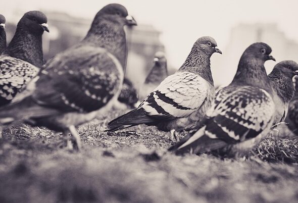 pigeons-5906058_640