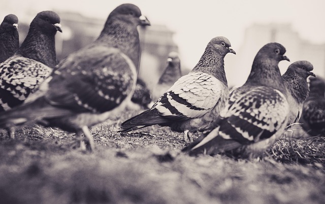 pigeons-5906058_640